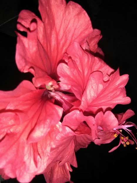  - Hibiscus 2015-2024