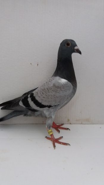 vandut - De vanzare voiajori pui 2019