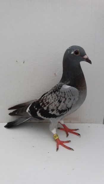 vandut - De vanzare voiajori pui 2019