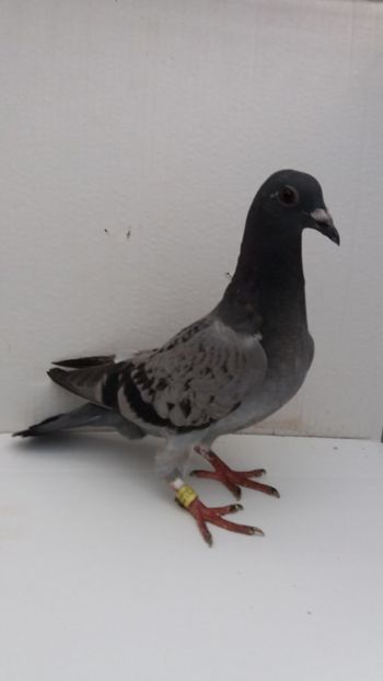 vandut - De vanzare voiajori pui 2019