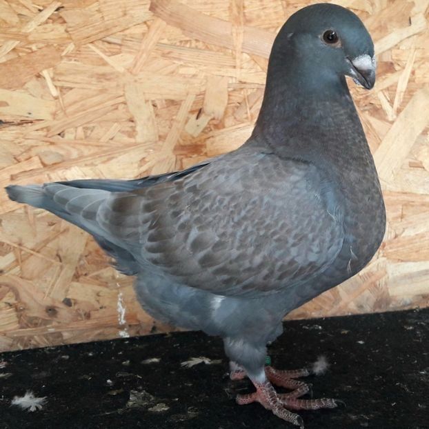 F 2019 - 3---AGH DAȚI 2019 - 2025