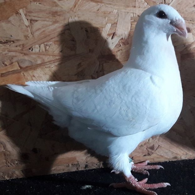 F 2019 - 3---AGH DAȚI 2019 - 2025