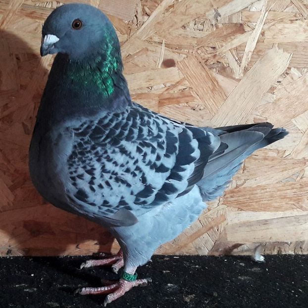 F 2019 - 3---AGH DAȚI 2019 - 2025