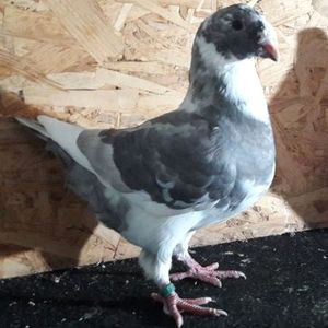 F 2019 - 3---AGH DAȚI 2019 - 2025