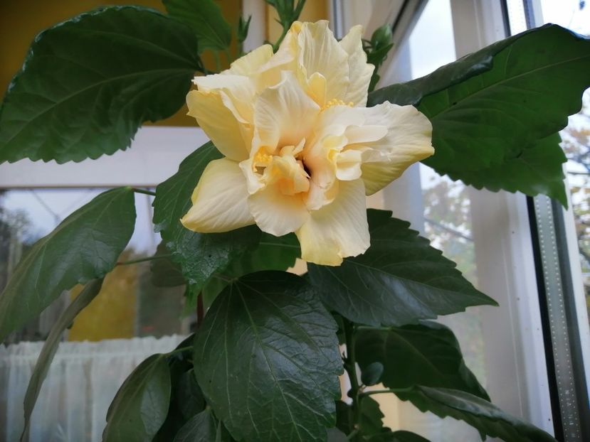  - Balsam pentru suflet