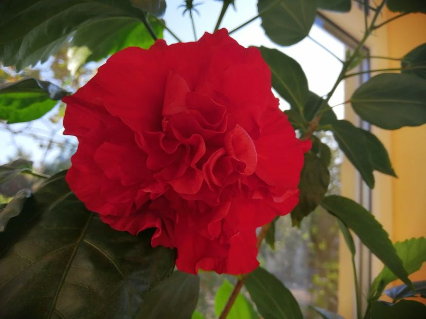  - Balsam pentru suflet