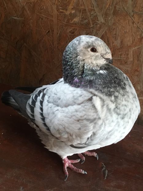 DE28E06C-7DEB-4CA4-9E66-3FF580F918B7 - Pui g homer 2019