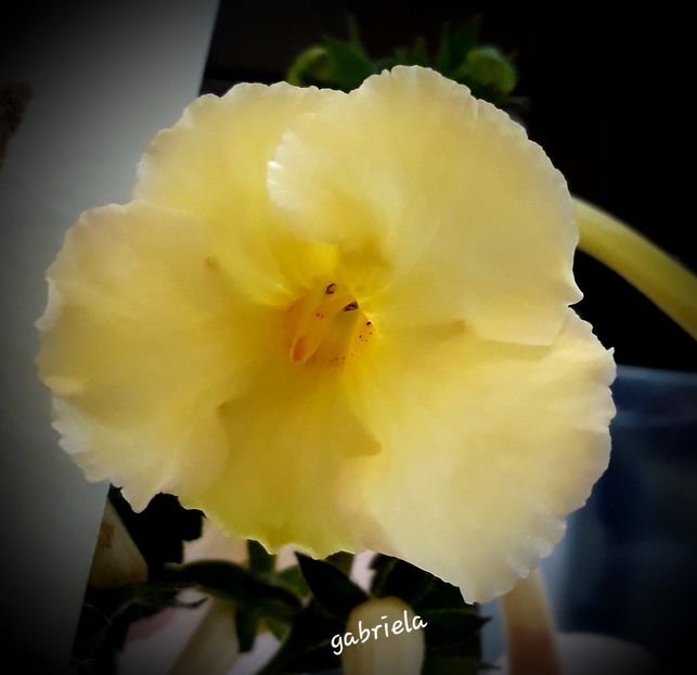 Yellow English Rose - Yellow English Rose