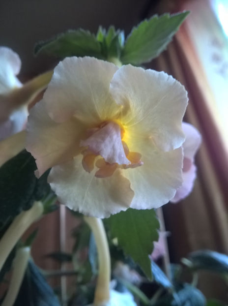  - Yellow English Rose