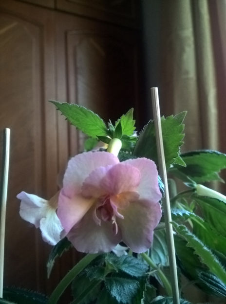  - Yellow English Rose