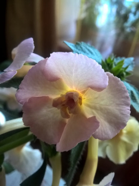  - Yellow English Rose