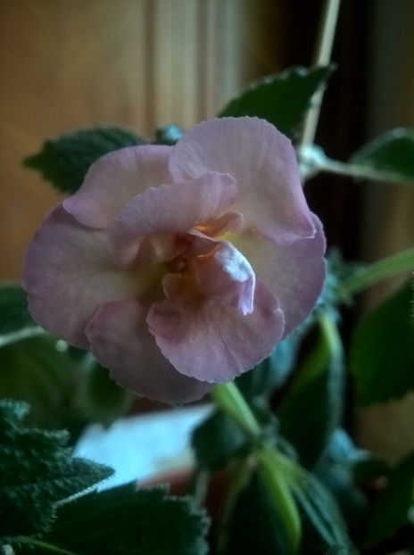  - Yellow English Rose
