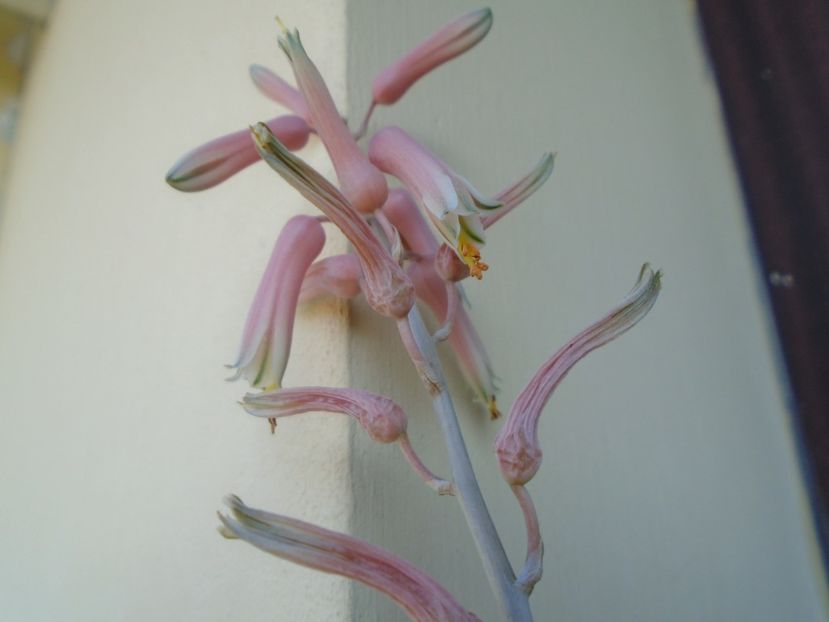 Aloe somaliensis, tija florala - Suculente 2019