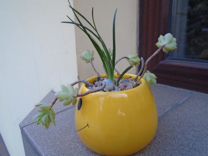 Barba sarpelui (Ophiopogon planiscapus 'Nigrescens') & Sedum palmeri - Suculente 2019