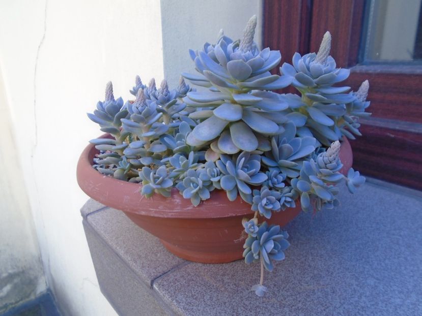 Orostachys iwarenge (Chinese dunce cap), inflorescenta - Suculente 2019