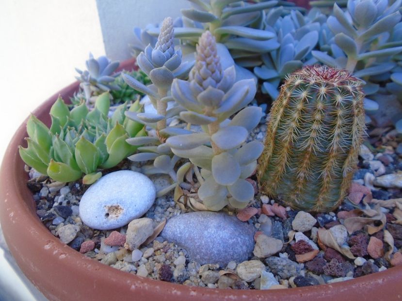 Echinocereus viridiflorus - Suculente 2019