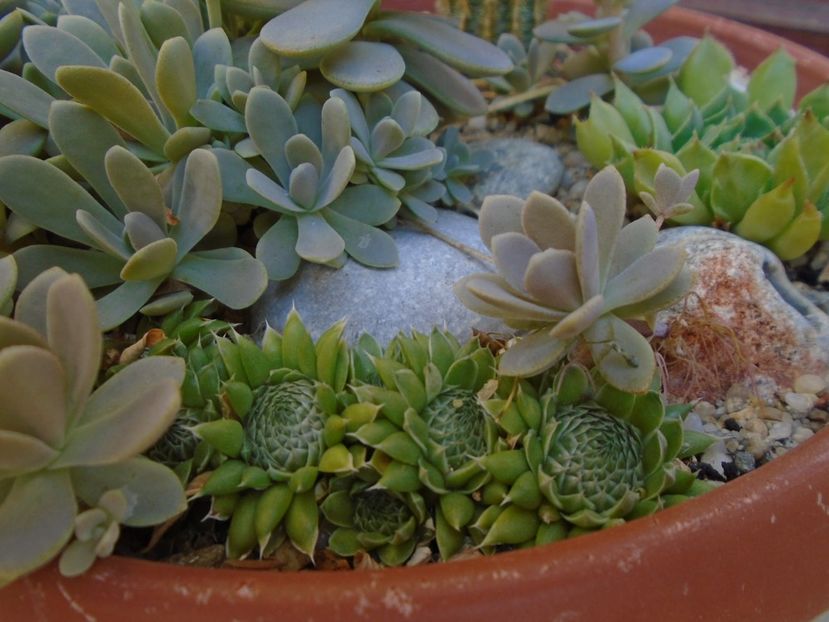 Orostachys spinosa - Suculente 2019