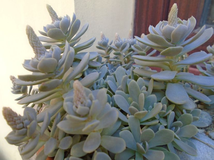 Orostachys iwarenge (Chinese dunce cap), inflorescenta - Suculente 2019