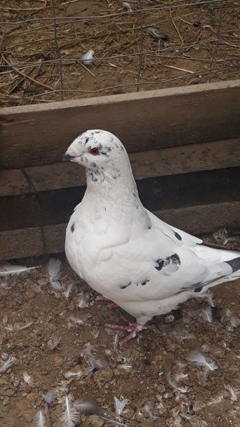  - Porumbei americani