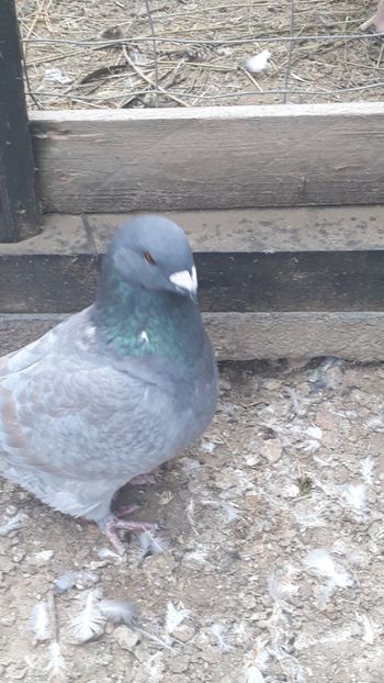  - Porumbei americani