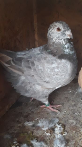  - Porumbei americani