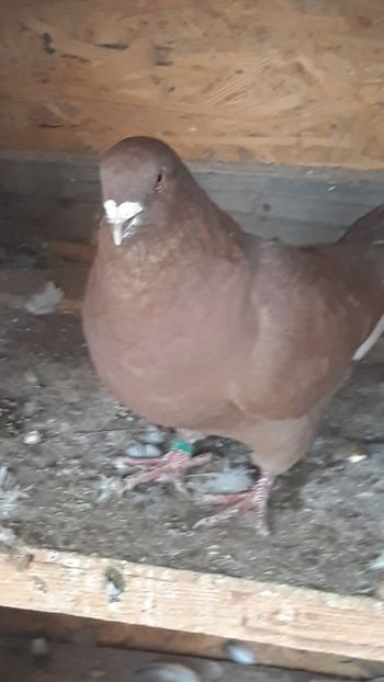  - Porumbei americani