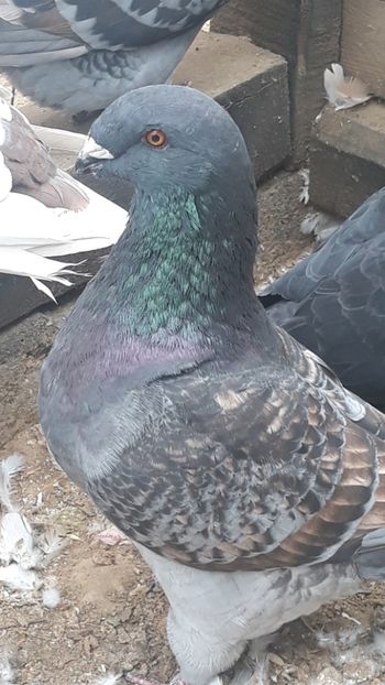  - Porumbei americani