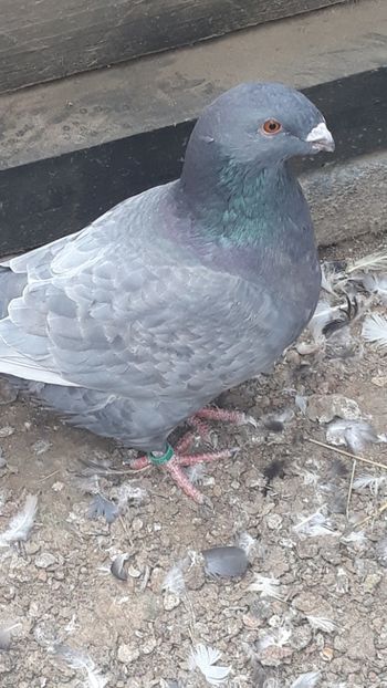  - Porumbei americani