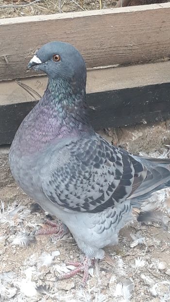  - Porumbei americani