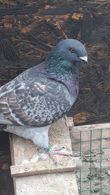  - Porumbei americani