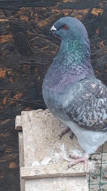  - Porumbei americani