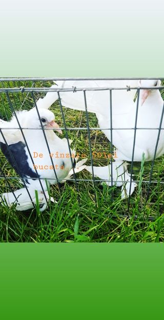  - voltatimaghiari2020