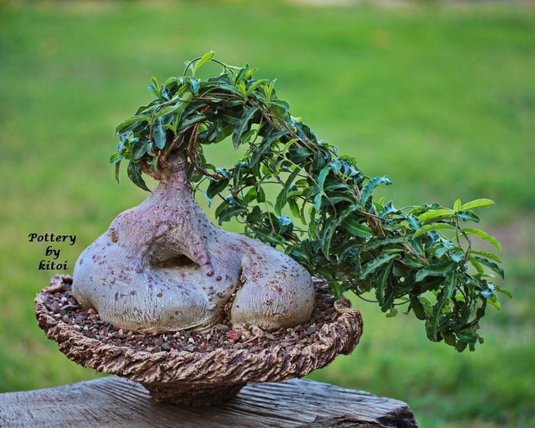 Kitoi: Raphionacme flanagani - Vase - aranjamente - accesorii