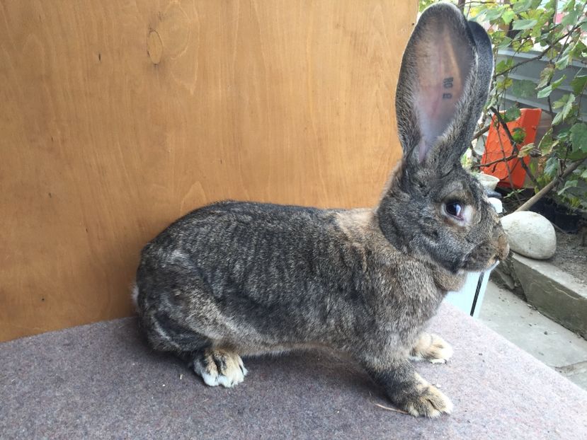 85325B2C-39F6-4BD4-A2AF-8D29ABFA3BC5 - RO 8-128204