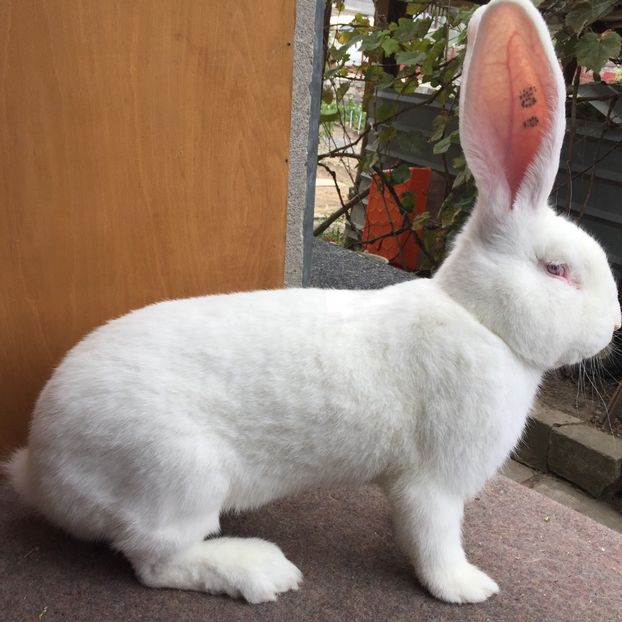 ECD3D124-7794-4F15-8506-15F8180C494A - RO 8-12817