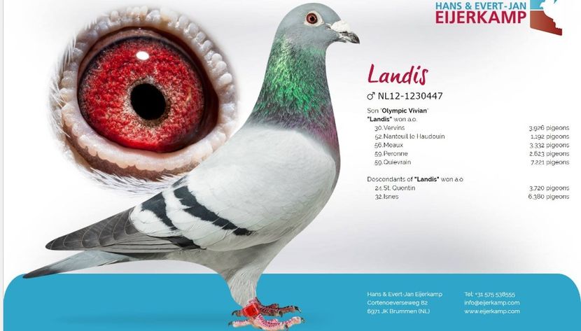 LANDIS - poze porumbei