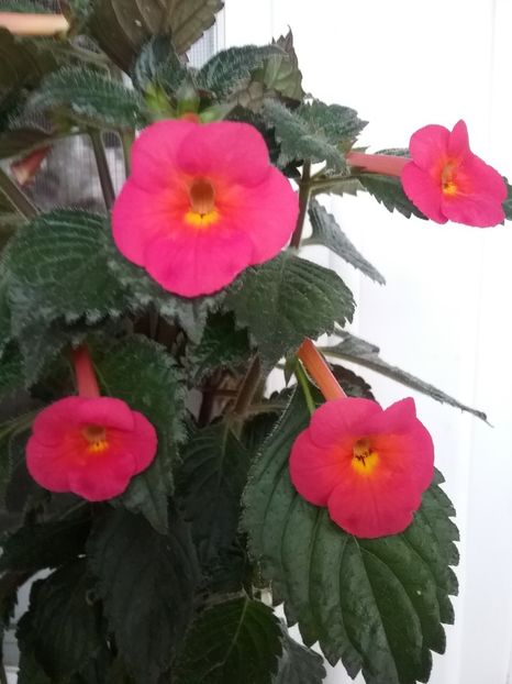 20190924_160532(0) - CHERRY FLOW