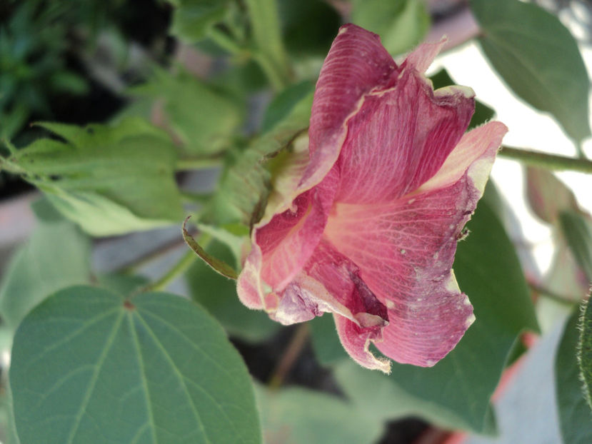 bumbac a 2-a zi 09.09.19 - BUMBAC