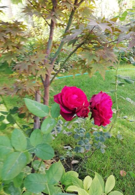  - Astrid Grafin von Hardenberg