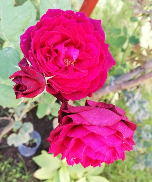  - Astrid Grafin von Hardenberg