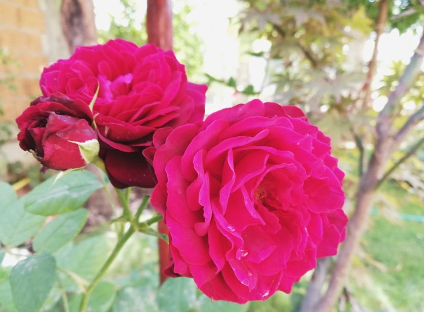  - Astrid Grafin von Hardenberg