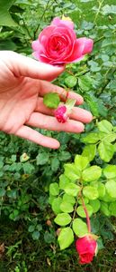  - Christopher Marlowe