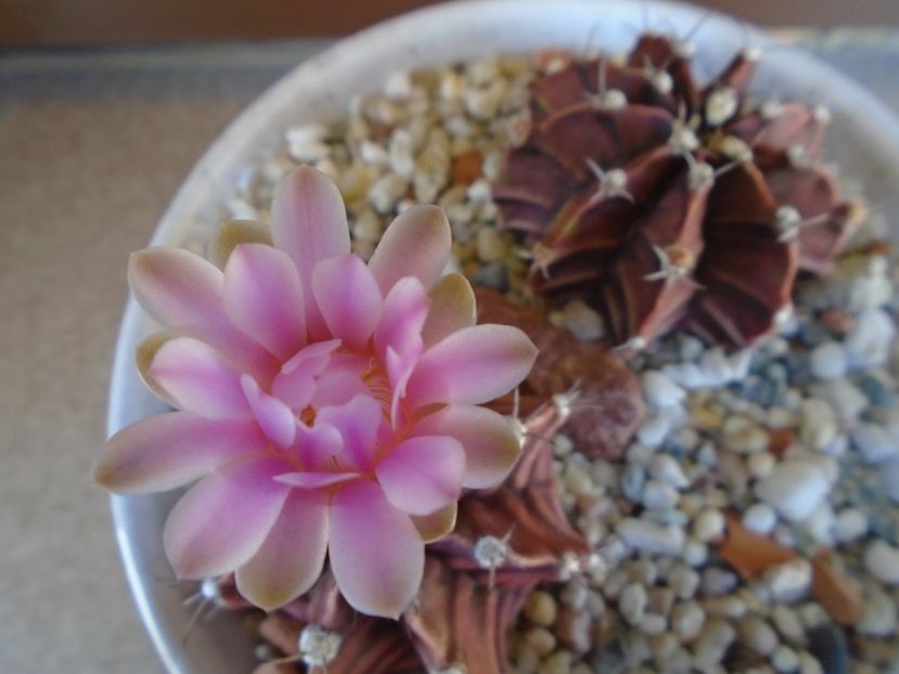 Gymnocalycium friedrichii - Cactusi 2019 Gymnocalycium