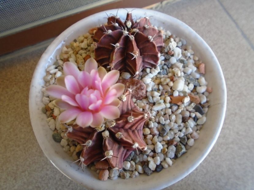 Gymnocalycium friedrichii - Cactusi 2019 Gymnocalycium