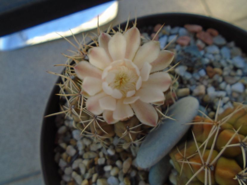 Gymnocalycium damsii v. tucavocense - Cactusi 2019 Gymnocalycium