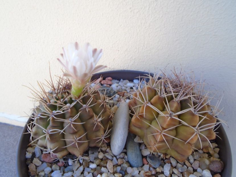 Gymnocalycium damsii v. tucavocense, 2 ex. - Cactusi 2019 Gymnocalycium