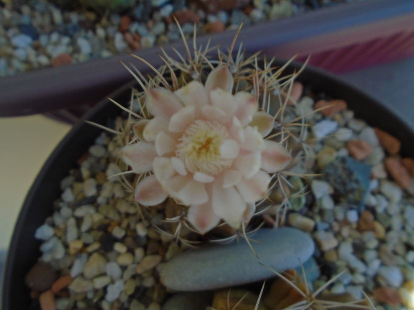 Gymnocalycium damsii v. tucavocense - Cactusi 2019 Gymnocalycium