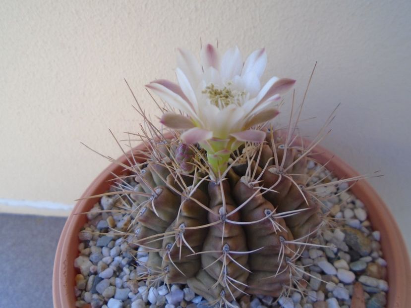 Gymnocalycium damsii v. tucavocense - Cactusi 2019 Gymnocalycium