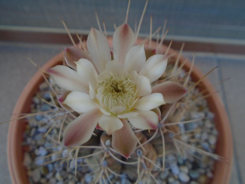 Gymnocalycium damsii v. tucavocense - Cactusi 2019 Gymnocalycium