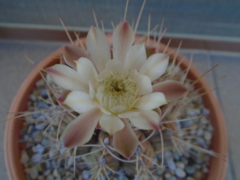 Gymnocalycium damsii v. tucavocense - Cactusi 2019 Gymnocalycium